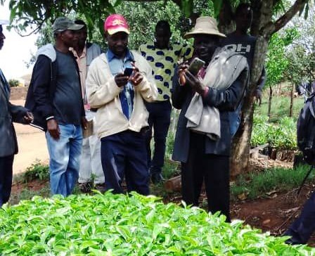Construction of macadamia and coffee demonstration nursery shed - Zimbabwe