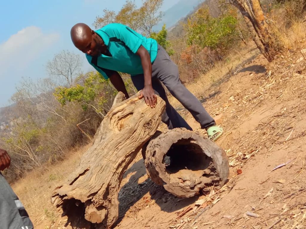 Using dried logs to make a beehive
